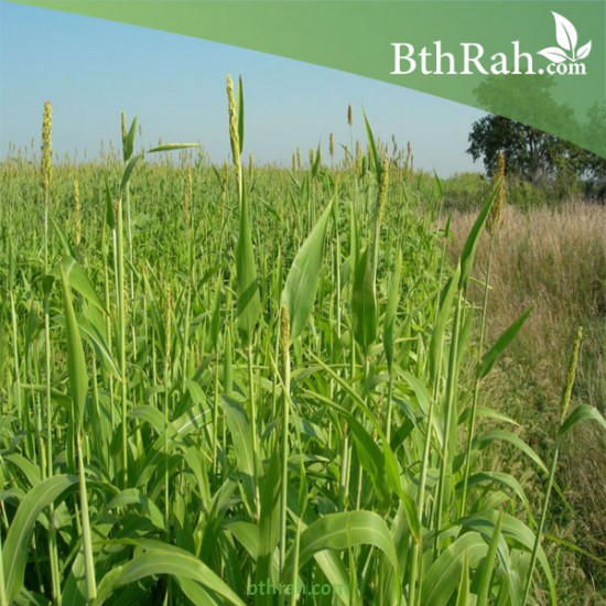 بذور الدخن الهندي-MILLET بذور الدخن الهندي-MILLET