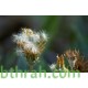 بذور نبات الجازانيا Gazania rigens بذور نبات الجازانيا Gazania rigens