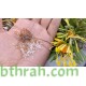 بذور نبات الجازانيا Gazania rigens بذور نبات الجازانيا Gazania rigens