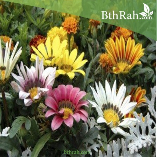 بذور نبات الجازانيا Gazania rigens بذور نبات الجازانيا Gazania rigens