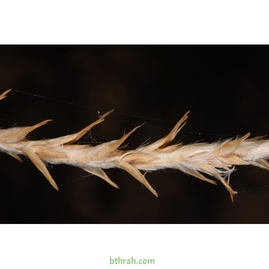بذور عشبة الضعة Lasiurus scindicus بذور عشبة الضعة Lasiurus scindicus