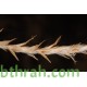 بذور عشبة الضعة Lasiurus scindicus بذور عشبة الضعة Lasiurus scindicus