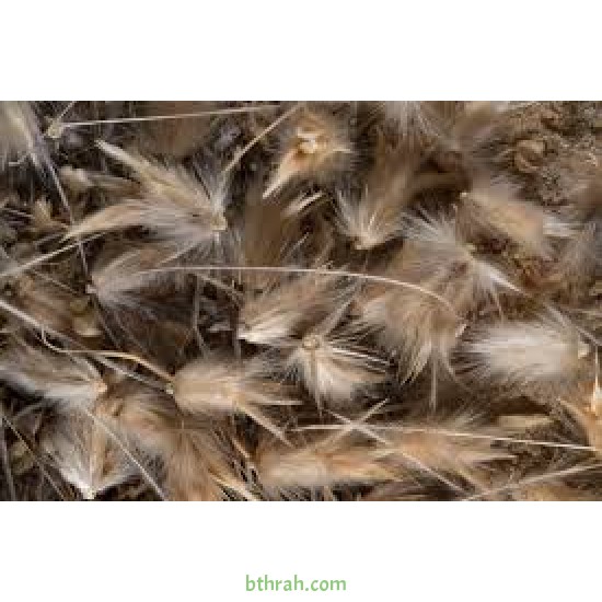 بذور عشبة الضعة Lasiurus scindicus بذور عشبة الضعة Lasiurus scindicus