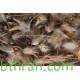بذور عشبة الضعة Lasiurus scindicus بذور عشبة الضعة Lasiurus scindicus