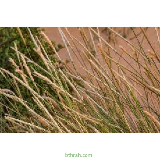 بذور عشبة الضعة Lasiurus scindicus بذور عشبة الضعة Lasiurus scindicus