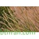 بذور عشبة الضعة Lasiurus scindicus بذور عشبة الضعة Lasiurus scindicus