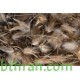 بذور عشبة الضعة Lasiurus scindicus بذور عشبة الضعة Lasiurus scindicus