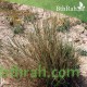 بذور عشبة الضعة Lasiurus scindicus بذور عشبة الضعة Lasiurus scindicus