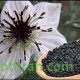 بذور الحبة السوداء-حبة البركة-NIGELLA SATIVA بذور الحبة السوداء-حبة البركة-NIGELLA SATIVA