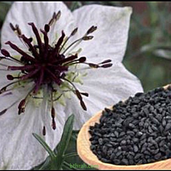 بذور الحبة السوداء-حبة البركة-NIGELLA SATIVA