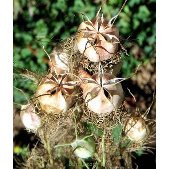 بذور الحبة السوداء-حبة البركة-NIGELLA SATIVA