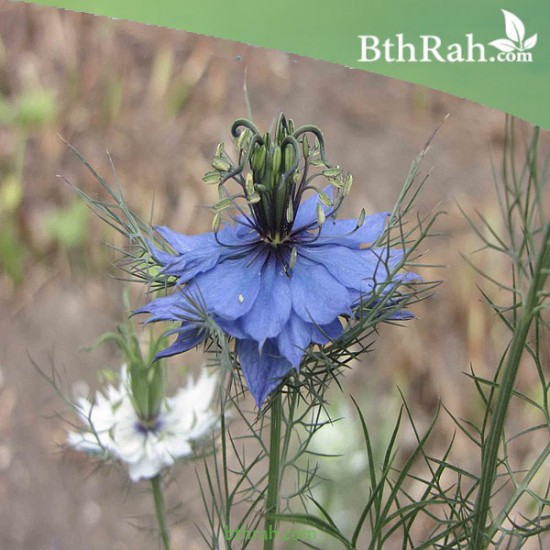 بذور الحبة السوداء-حبة البركة-NIGELLA SATIVA