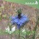 بذور الحبة السوداء-حبة البركة-NIGELLA SATIVA بذور الحبة السوداء-حبة البركة-NIGELLA SATIVA