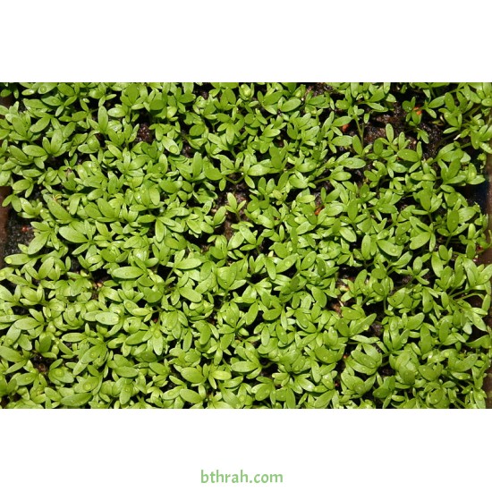 بذور حب الرشاد - LEPIDIUM SATIVUM بذور حب الرشاد - LEPIDIUM SATIVUM