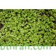 بذور حب الرشاد - LEPIDIUM SATIVUM بذور حب الرشاد - LEPIDIUM SATIVUM