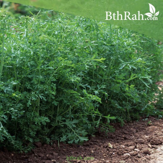 بذور حب الرشاد - LEPIDIUM SATIVUM بذور حب الرشاد - LEPIDIUM SATIVUM