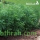 بذور حب الرشاد - LEPIDIUM SATIVUM بذور حب الرشاد - LEPIDIUM SATIVUM