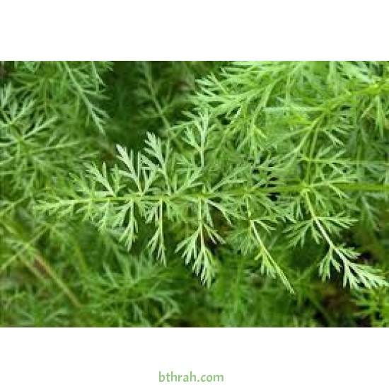 بذور الشيا أو المرامية الإسبانية - SALVIA HISPANICA بذور الشيا أو المرامية الإسبانية - SALVIA HISPANICA