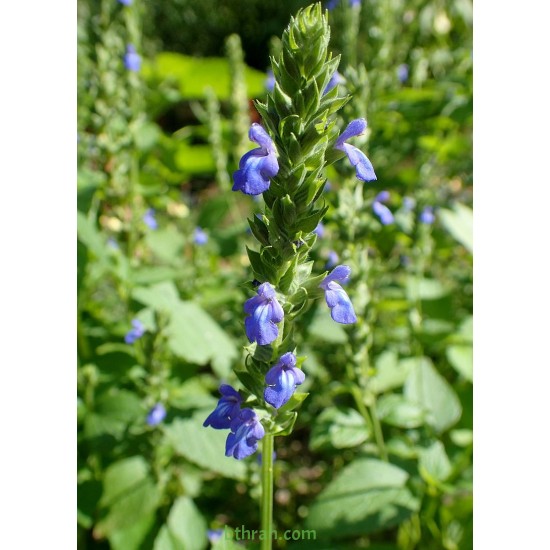 بذور الشيا أو المرامية الإسبانية - SALVIA HISPANICA بذور الشيا أو المرامية الإسبانية - SALVIA HISPANICA