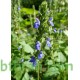 بذور الشيا أو المرامية الإسبانية - SALVIA HISPANICA بذور الشيا أو المرامية الإسبانية - SALVIA HISPANICA