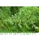 بذور الشيا أو المرامية الإسبانية - SALVIA HISPANICA بذور الشيا أو المرامية الإسبانية - SALVIA HISPANICA