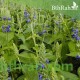 بذور الشيا أو المرامية الإسبانية - SALVIA HISPANICA بذور الشيا أو المرامية الإسبانية - SALVIA HISPANICA