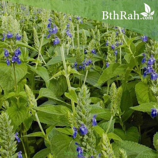 بذور الشيا أو المرامية الإسبانية - SALVIA HISPANICA بذور الشيا أو المرامية الإسبانية - SALVIA HISPANICA