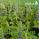 بذور الشيا أو المرامية الإسبانية - SALVIA HISPANICA بذور الشيا أو المرامية الإسبانية - SALVIA HISPANICA
