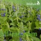 بذور الشيا أو المرامية الإسبانية - SALVIA HISPANICA