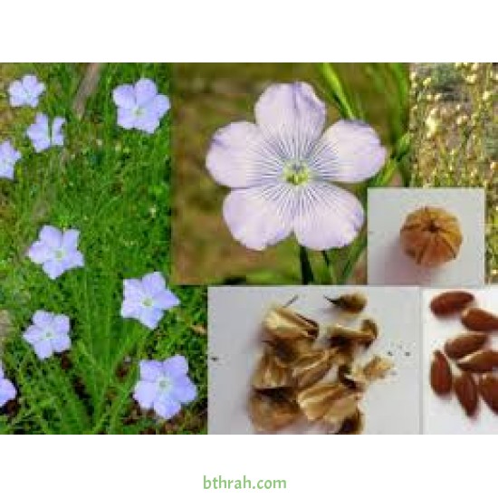 بذور الكتان - Flax بذور الكتان - Flax