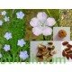 بذور الكتان - Flax بذور الكتان - Flax