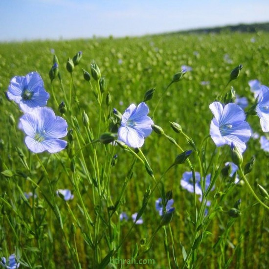بذور الكتان - Flax بذور الكتان - Flax
