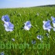 بذور الكتان - Flax بذور الكتان - Flax