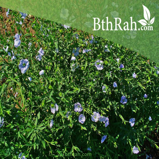بذور الكتان - Flax بذور الكتان - Flax