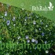 بذور الكتان - Flax بذور الكتان - Flax
