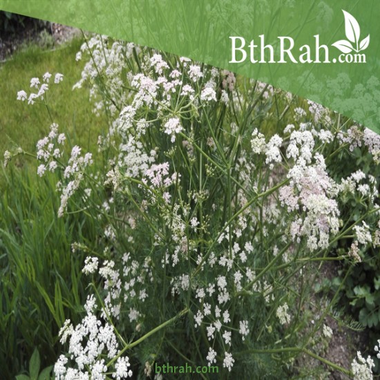 بذور الكراوية - Caraway بذور الكراوية - Caraway