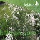 بذور الكراوية - Caraway بذور الكراوية - Caraway