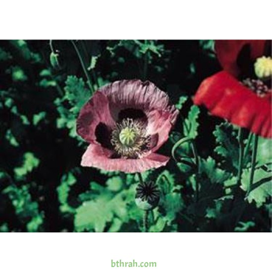 بذور زهرة الديدحان ميكس Papaver glaucum بذور زهرة الديدحان ميكس Papaver glaucum