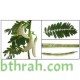 بذور شجرة السيسبان-Sesbania grandiflora بذور شجرة السيسبان-Sesbania grandiflora