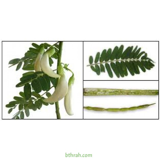بذور شجرة السيسبان-Sesbania grandiflora بذور شجرة السيسبان-Sesbania grandiflora