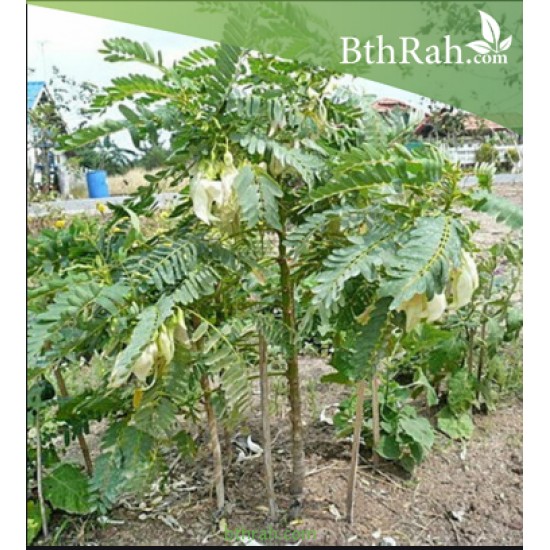 بذور شجرة السيسبان-Sesbania grandiflora بذور شجرة السيسبان-Sesbania grandiflora