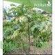 بذور شجرة السيسبان-Sesbania grandiflora بذور شجرة السيسبان-Sesbania grandiflora