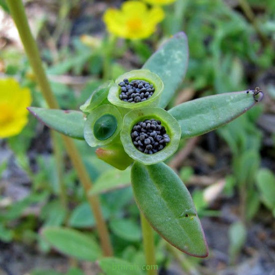 بذور نبات الرجلة-Portulaca oleracea بذور نبات الرجلة-Portulaca oleracea