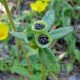 بذور نبات الرجلة-Portulaca oleracea بذور نبات الرجلة-Portulaca oleracea