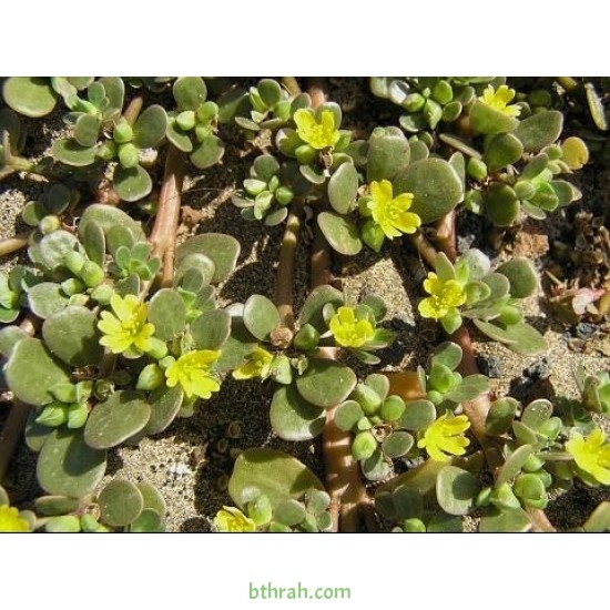 بذور نبات الرجلة-Portulaca oleracea بذور نبات الرجلة-Portulaca oleracea