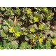 بذور نبات الرجلة-Portulaca oleracea بذور نبات الرجلة-Portulaca oleracea