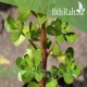 بذور نبات الرجلة-Portulaca oleracea