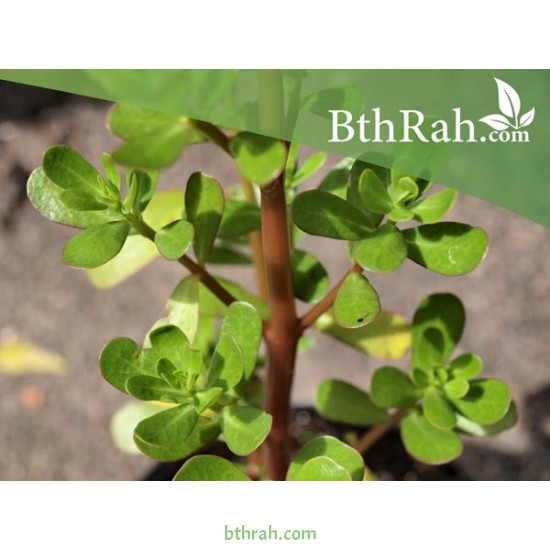 بذور نبات الرجلة-Portulaca oleracea بذور نبات الرجلة-Portulaca oleracea