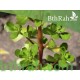 بذور نبات الرجلة-Portulaca oleracea بذور نبات الرجلة-Portulaca oleracea