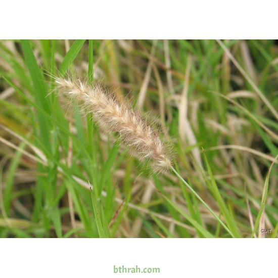 بذور عشبة السبط-Cenchrus ciliaris